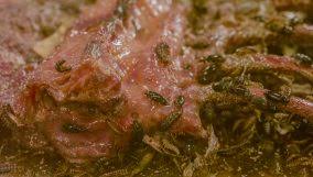 Mar 29, 2021 · acquired immunity: Food Webs And Food Chains For Kids Science Lesson For Grades 3 5