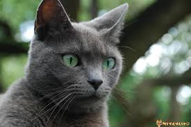 En Pahali 10 Kedi Cinsi Miyavliyo