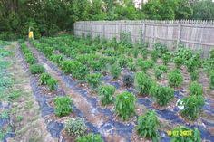 Black plastic visqueen is ideal for garden solarization because it is a strong absorber of sunlight and gets very hot. 9 Gardening Made Easy Ideas Plants Gardening Tips Outdoor Gardens