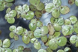 Image result for Spirodela