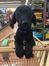 This Absolutely Perfect Puppy 23 Dogs Who Will Make You A Happier Person Cute Animal Memes Cute Baby Animals Cute Dogs