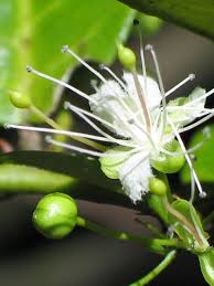 Image result for Scutia