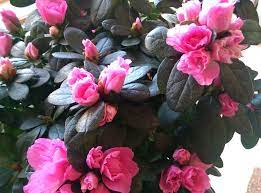 Azalea Tips To Growing Indoors More Than Oregano Growing Indoors Azaleas Edible Plants