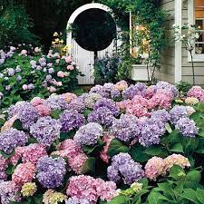How To Change Hydrangea Color Hydrangea Colors Hydrangea Garden Plants