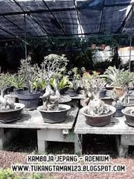 Pembayaran mudah, pengiriman cepat & bisa cicil 0%. Jual Pohon Kamboja Jepang Bonsai Kamboja Pohon Adenium Jual Tanaman Hias Pohon Bonsai Tanaman