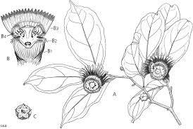 Image result for Scytopetalum pierreanum