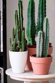Potted indoor cactuses require transplanting into new pots only when they become too large for the old ones. Urban Jungle Bloggers Plantshelfie 2 By Nerdyliving Indoor Cactus Plants Cactus Plants Cactus House Plants