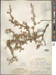 Image result for Terminalia boivinii