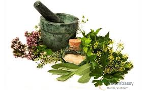 Dùng với công dụng chữa bệnh dạ dày hiệu quả, đồng thời còn chữa được các bệnh mất ngủ cùng với nhiều chứng bệnh khác gây ra. 6 Cay Thuá»'c Nam Chá»¯a Bá»‡nh Ä'au Dáº¡ Day Quen Thuá»™c Dá»… Kiáº¿m Indembassy