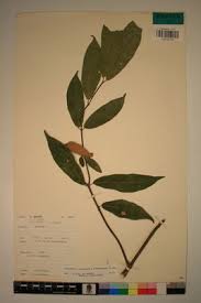 Image result for Motandra