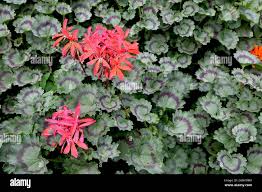 Image result for Pelargonium domesticum round-leaved bushy