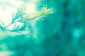 We did not find results for: Abstract Soft Focus Of Part Of Tree With Cool Blue Lighting Softness Background Stock Photo Picture And Royalty Free Image Image 50362927