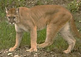 Gratis lieferung und 60 tage retoure. Pin En Felinos