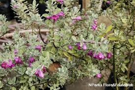 Check spelling or type a new query. Leucophyllum Frutescens