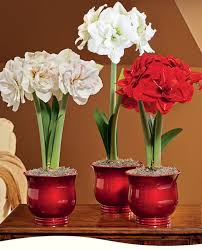 Maybe you would like to learn more about one of these? Amaryllis White Flower Farm Amaryllis Flowers Beautiful Flowers