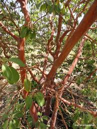 Image result for Andrachne