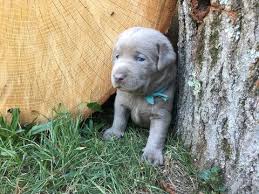 They make an ideal family dog and pet, play well with children, are easy to train, and have a cheerful and pleasant temperament. Litter Of 9 Labrador Retriever Puppies For Sale In Norwalk Ct Adn 43870 On Puppyfinder Com Gender Male S A Labrador Retriever Litter Of Puppies Lab Puppies