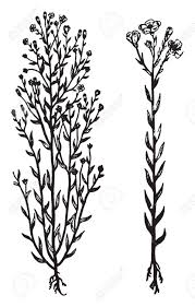 Native drawing new zealand flowers. New Zealand Flax Plant Information Indicates That Tubular Showy Royalty Free Cliparts Vectors And Stock Illustration Image 132834753