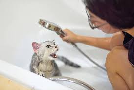 kedi yikama kediegzersiz com