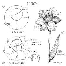 Alice Auf Instagram Daffodil How To Draw A Daffodil It Has Been Made As Simple As Possible In 2020 Flower Art Drawing Flower Drawing Tutorials Flower Drawing