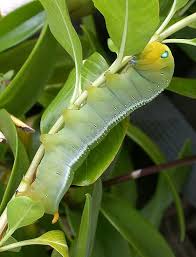 Black And White Striped Caterpillar Oleander Hawk Moth Daphnis Nerii Moth Caterpillar Caterpillar Insect Bugs And Insects