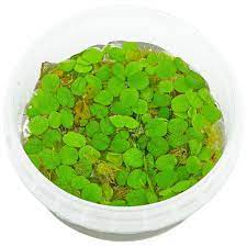 Salvinia minima interspecic competition disturbance herbivory population dynamics. Salvinia Minima Portion Aquasabi