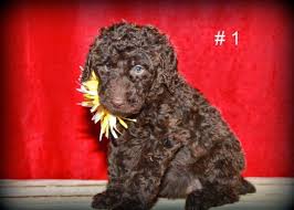 Conveniently within driving distance to louisville, lexington, cincinnati, columbus and indianapolis, harvest labradoodles is a great place to find the perfect puppy for you and your family. Ckc Labradoodle F2b Puppies For Sale In Kokomo Indiana Classified Americanlisted Com