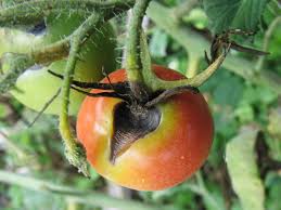 Image result for tomato seedling early blight