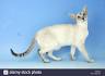 Tabby Point Siamese Cats - Siamese Cat Breeder