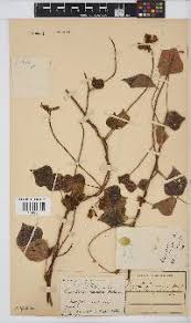 Image result for Rhynchosia resinosa