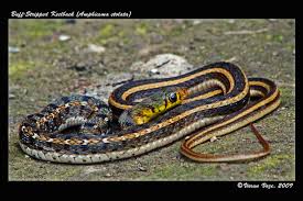 Image result for Amphiasma