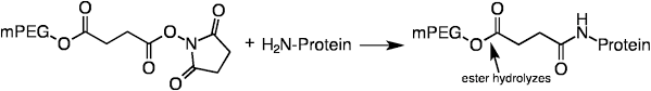 By steric hindrance, it can also inhibit interactions between the protein drug and proteases as well as the host immune system, thereby. Pegylation Of Biopharmaceuticals A Review Of Chemistry And Nonclinical Safety Information Of Approved Drugs Journal Of Pharmaceutical Sciences