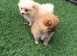 Cuccioli Di Volpino Pomerania Gratis Adorabili Cuccioli Di Volpino Pomerania Mini Toy Femminucce E Maschietti Disponibili Cuccioli Volpino Cuccioli Di Cani