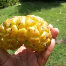 Image result for Myrianthus arboreus