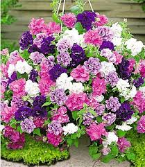 Hange Petunien Viva Prachtmix 12 Pflanzen Pink Blau Weiss Violett Pflanzen Petunien Hangeblumen