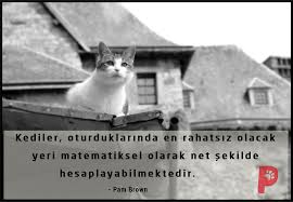 kediler otururken ince hesaplar yaparlar kedi kedisever patiaski kedi kopek kedi kopek