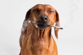 Fumaça de Tabela Faz Mal Para Animais de Estimação? | Tabacaria e Head Shop  King Bong