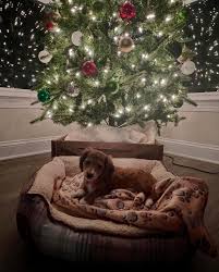 Our first week with Honey 🐾 #minilonghaireddachshund #honeygirl  #9weekolddoxiepuppy