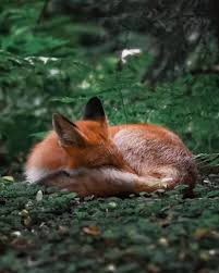 We did not find results for: Finnish Photographer Proves Fairy Forests Are Real In Finland Animal Photography Forest Animals Cute Animals