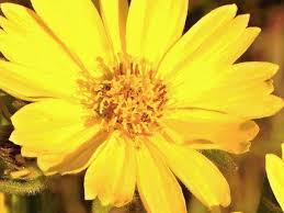 Image result for Guizotia scabra