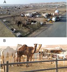 While they don't do it very often, camels can swim. High Prevalence Of Mers Cov Infection In Camel Workers In Saudi Arabia Mbio