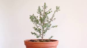 The word bonsai is a japanese term which, literally translated before i show you some of my favorites, i have to report on some of my findings. Eucalyptus Bonsai Update 1 Youtube