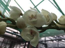 Photo by copyright © jay pfahl. Peristeria Elata Orchideen Wichmann De Highest Horticultural Quality And Experience Since 1897