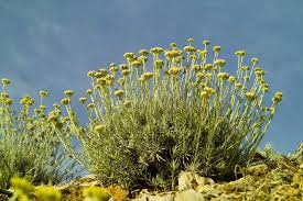 Image result for Helichrysum chasei