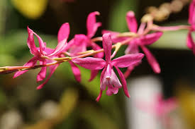 Image result for Bulbophyllum vulcanicum