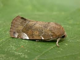 Image result for Cosmia diffinis