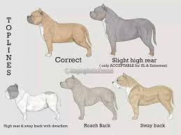 Dogs Shape Bully Breeds Dogs Dog School American Bully