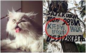 Twitter In Fenomen Kedisi Zihn Patiliyo Com