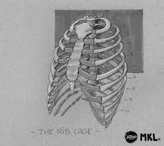 Artstation Anatom Inktober Day 3 The Rib Cage Mikael Lavandier Nose Drawing Rib Cage Sketch Book