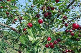 How To Grow And Care For Fruiting Cherry Trees Gardeners Path